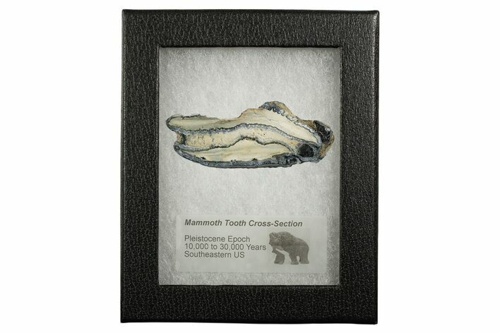 Mammoth Molar Slice With Case - South Carolina #349979